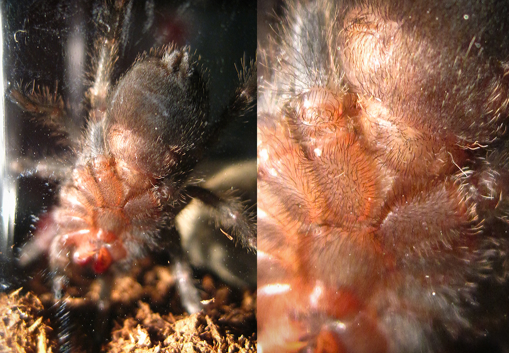 G. pulchra male or female?