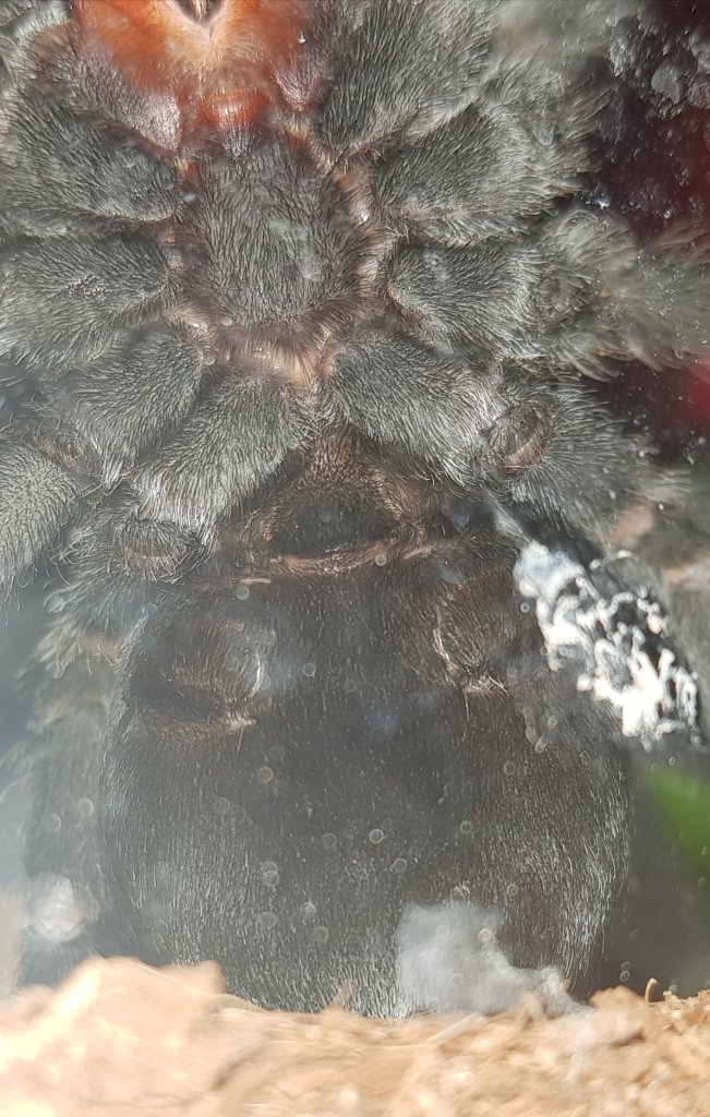 G. Pulchra, male or female?