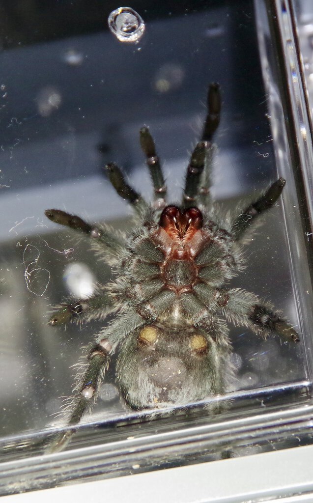 G. pulchra, male or female?