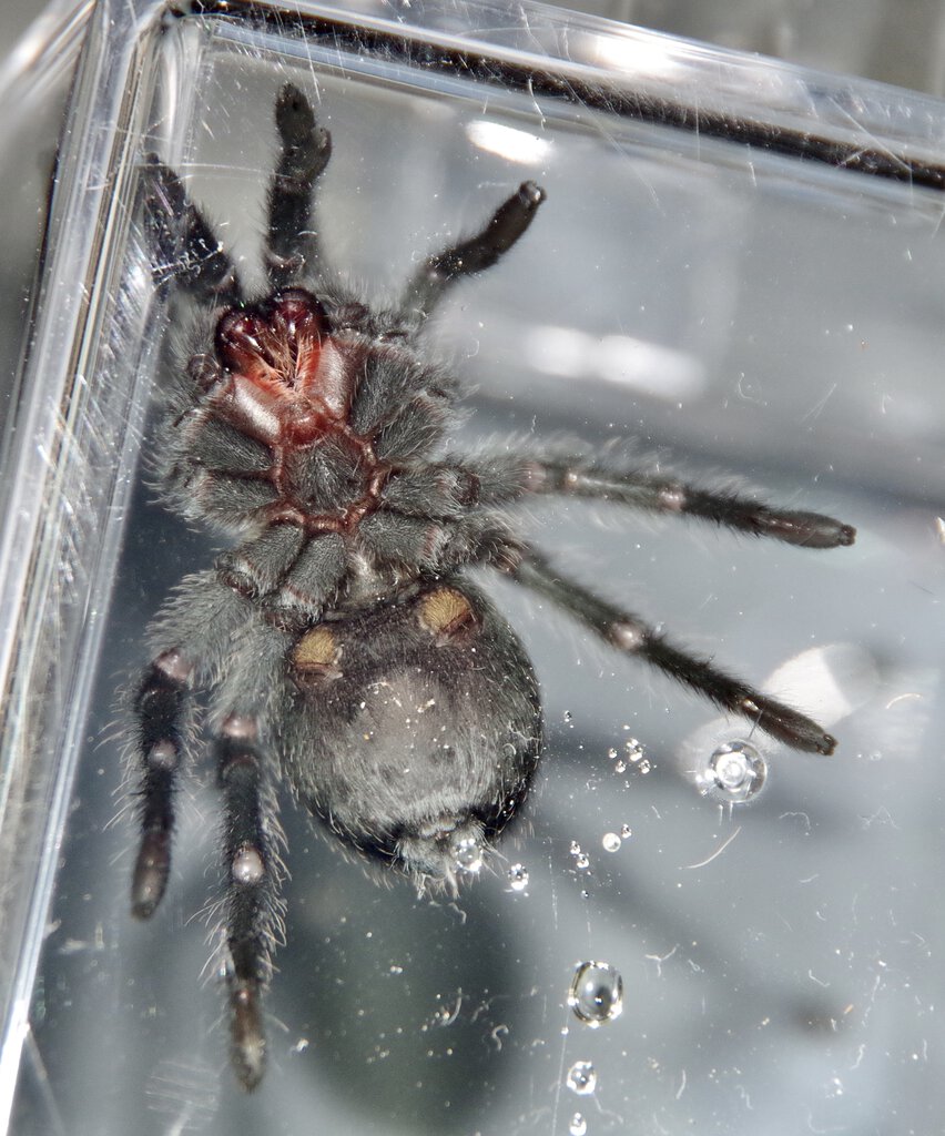 G. pulchra, male or female?