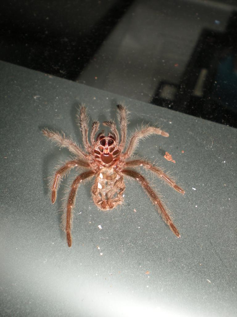 G. Pulchra Molt, Please Sex If Possible