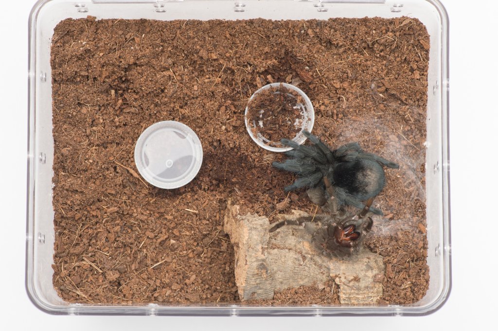 G. pulchra molted :)