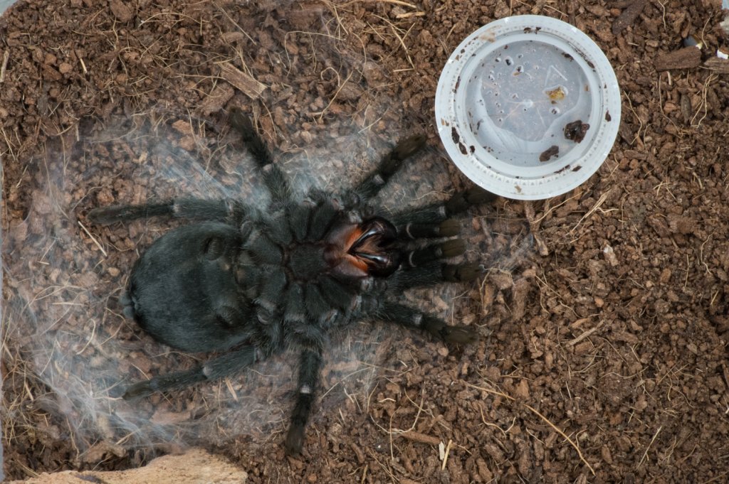 G. pulchra molting