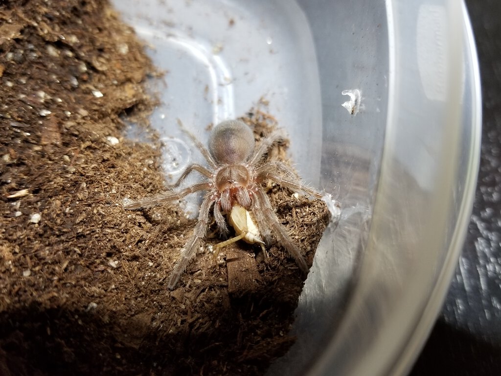 G pulchra munching on some cricket