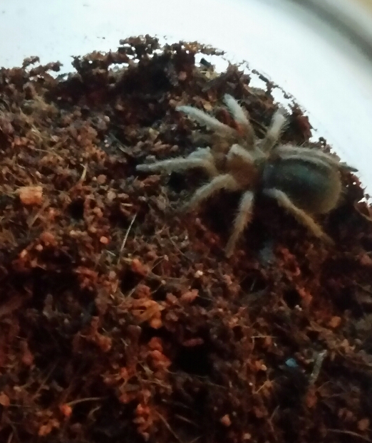 G. Pulchra premolt