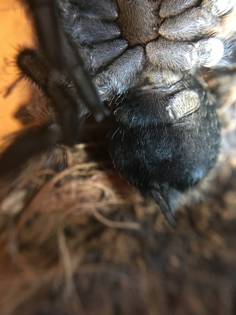 G. pulchra sex 2" DLS