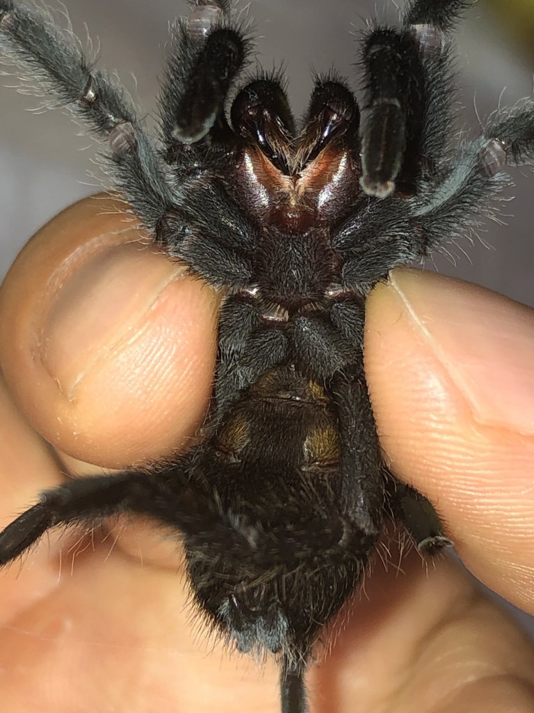 G.pulchra sexing