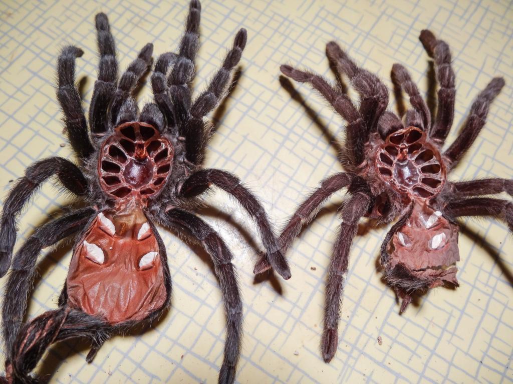 G. Pulchra Sheds