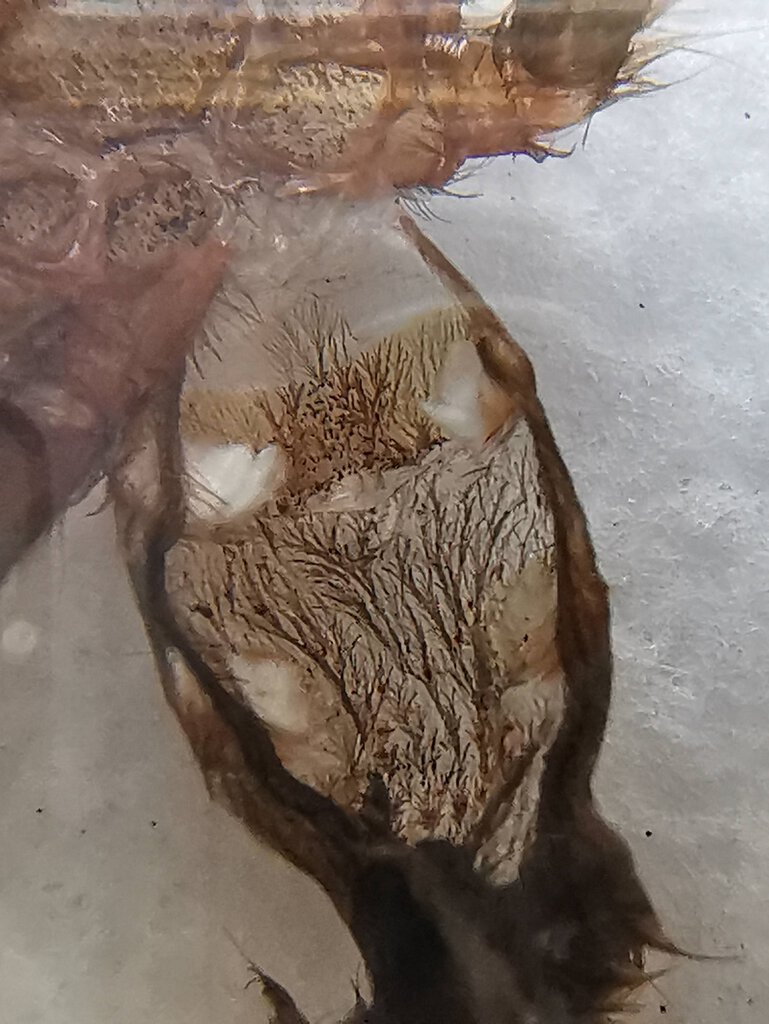 G.pulchra sling molt, M or F?