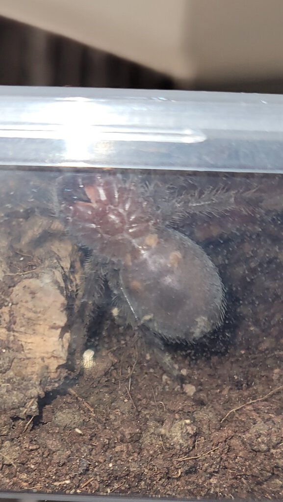 G.pulchra sling/small juvenile 5cm dls.