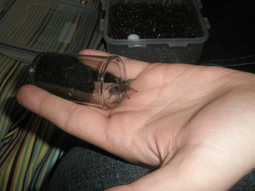 G.Pulchra Sling [w/ snack]