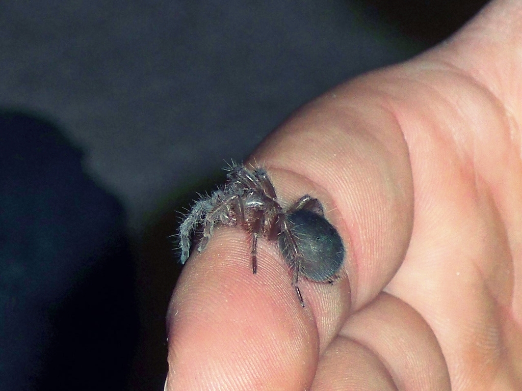 G. pulchra sling