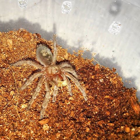 G. pulchra sling