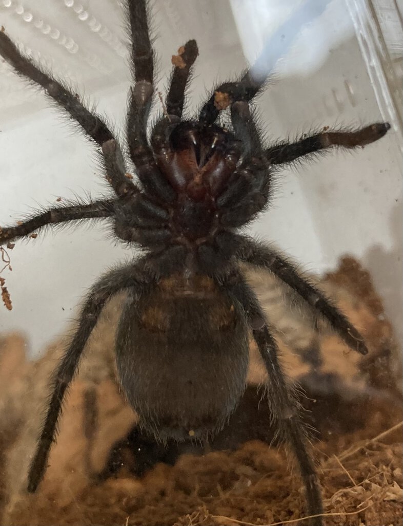 G. Pulchra sling