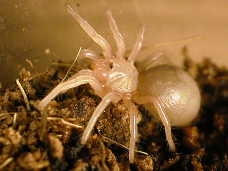 G. Pulchra sling