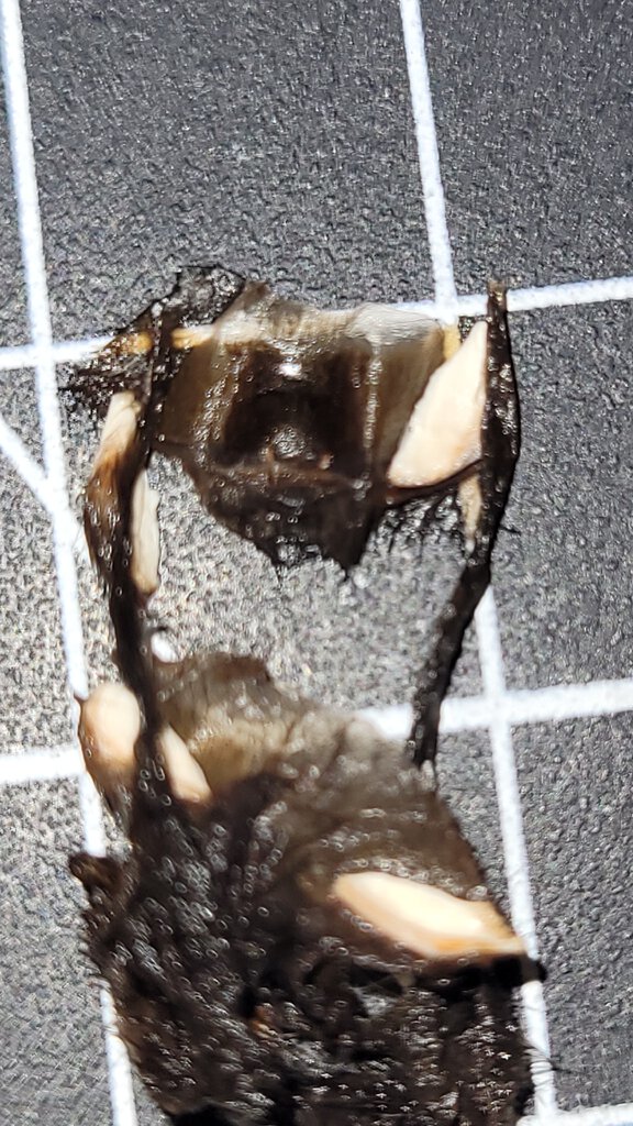 G.pulchra Sold as male.is this female?