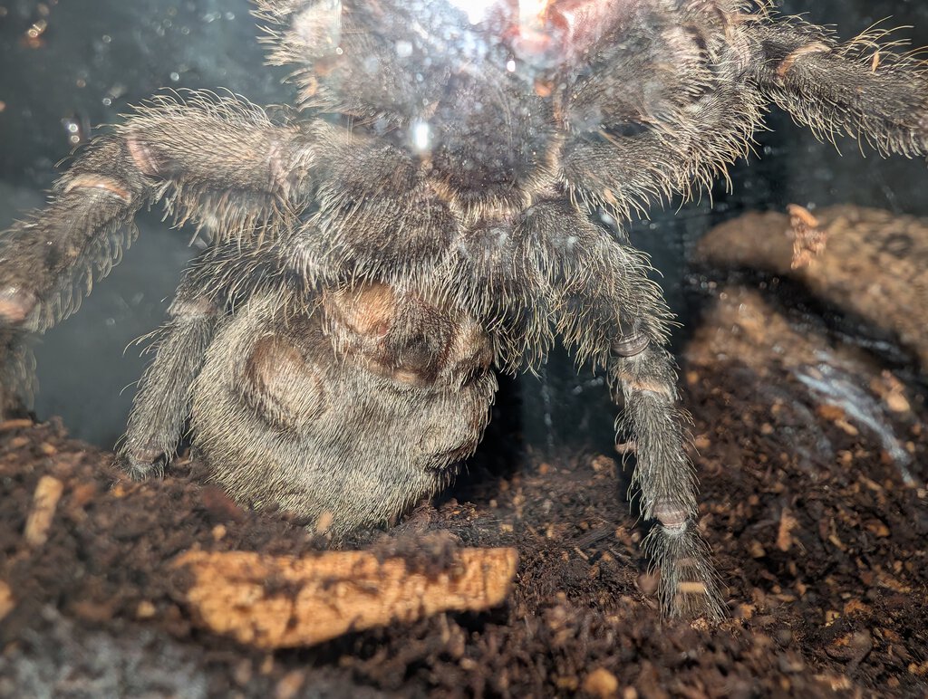 G. Pulchra Ventral Sexing?