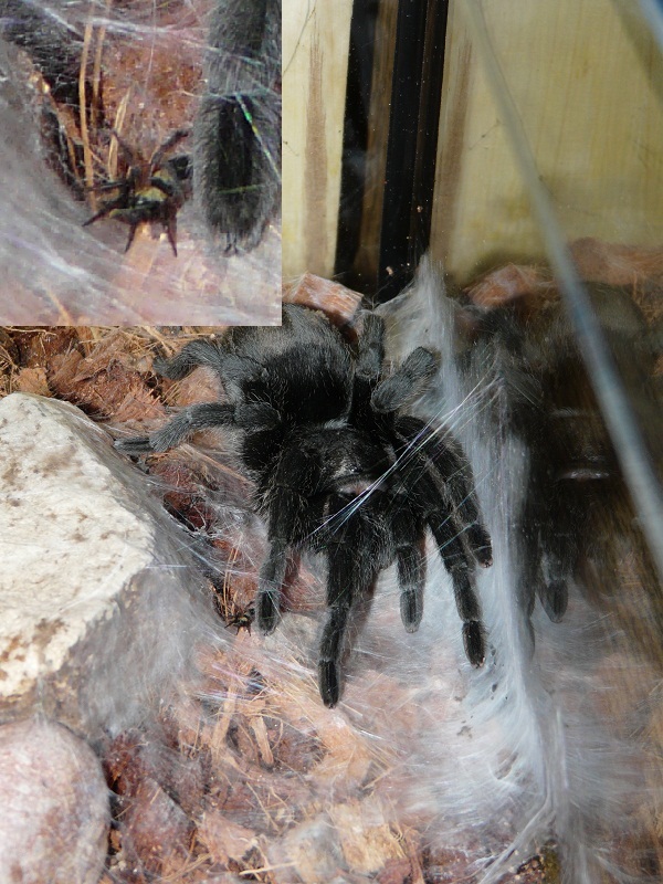 G. Pulchra With Spider Sp.