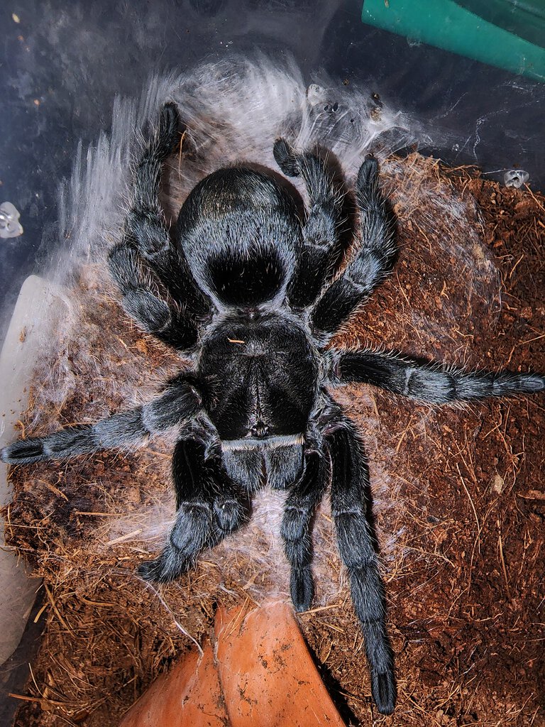 G pulchra young female