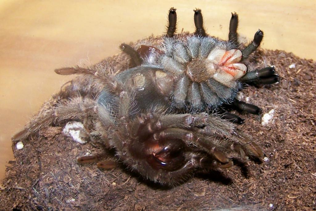 G. pulchra