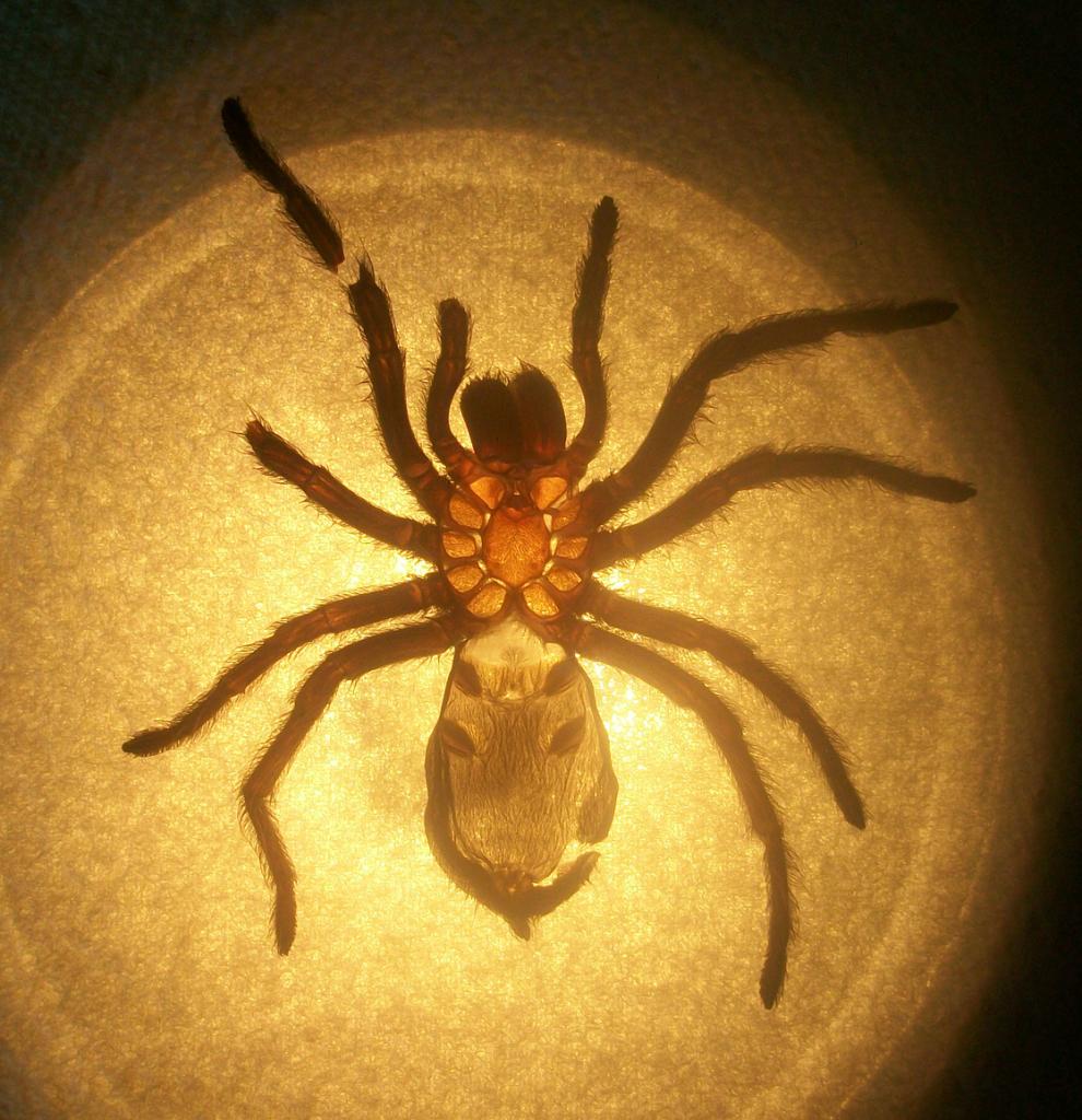 G. Pulchra