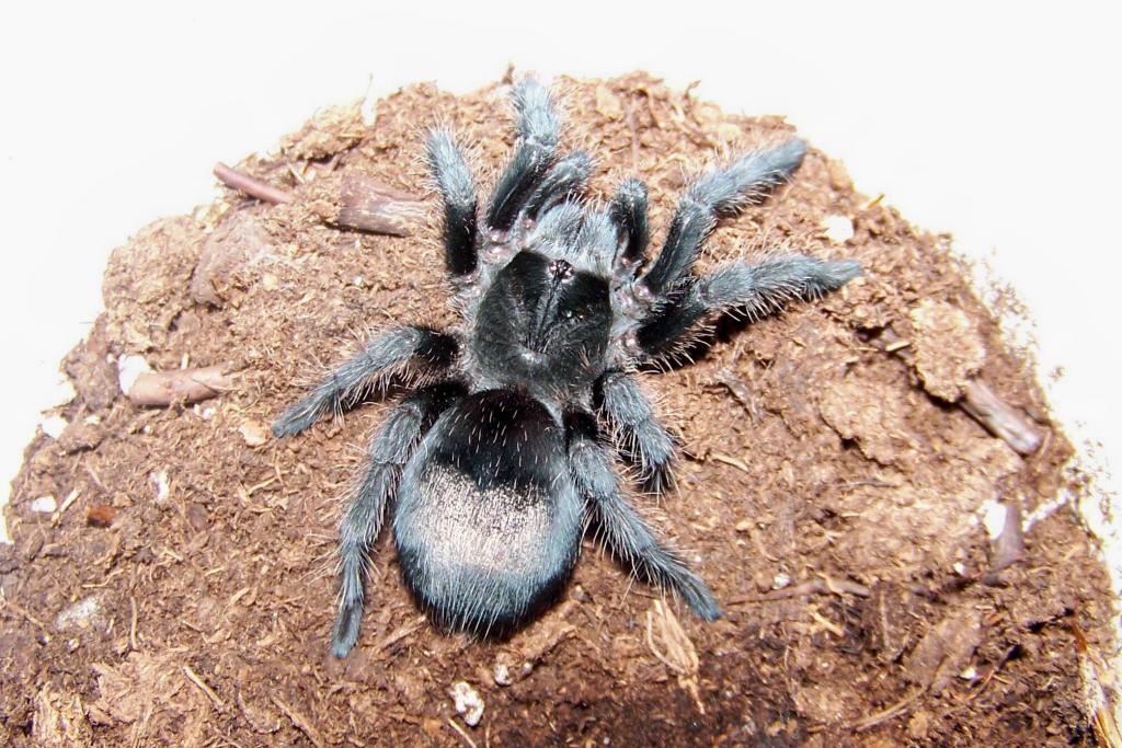 G. pulchra