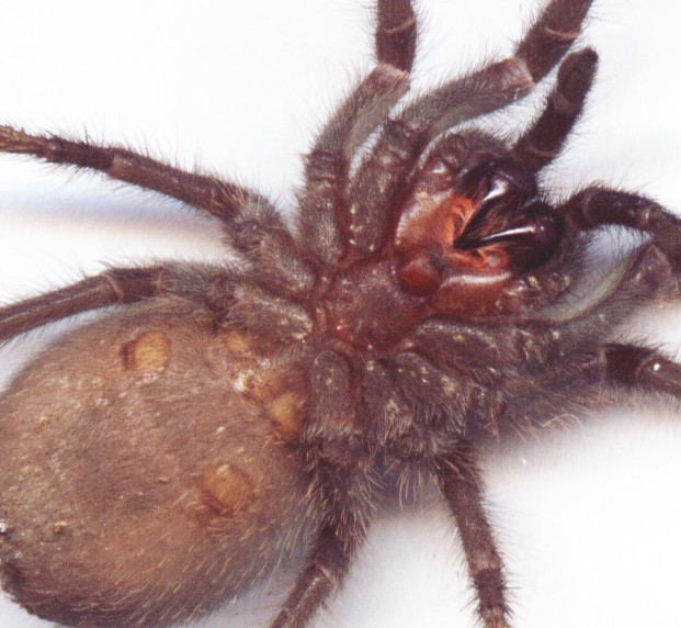 G. pulchra