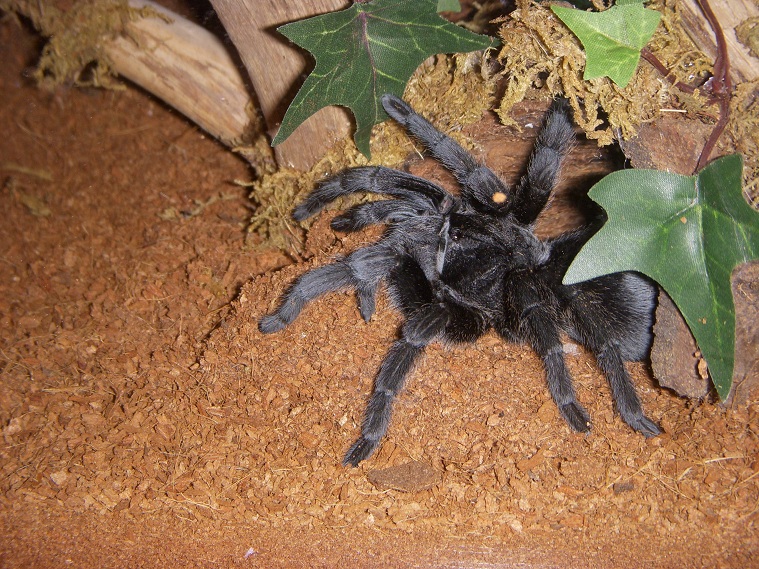 G.pulchra