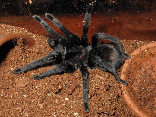 G. Pulchra