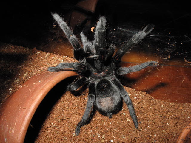 G. Pulchra