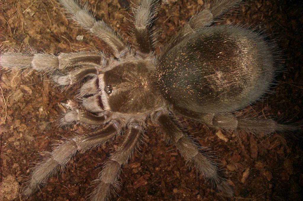 G. pulchra?