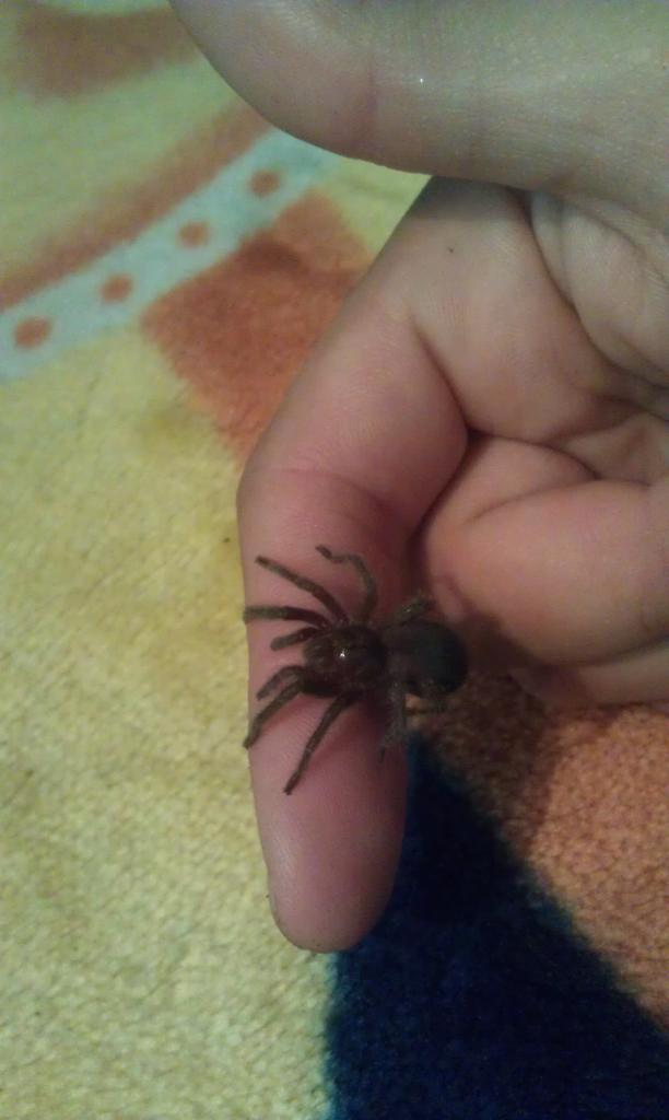 G. Pulchra