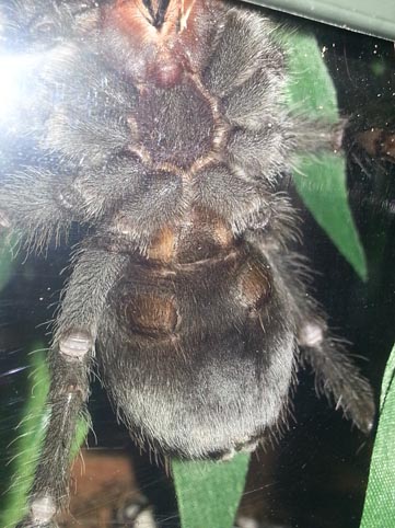 G. pulchra