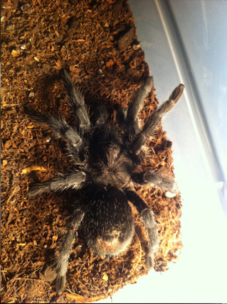 G. Pulchra?