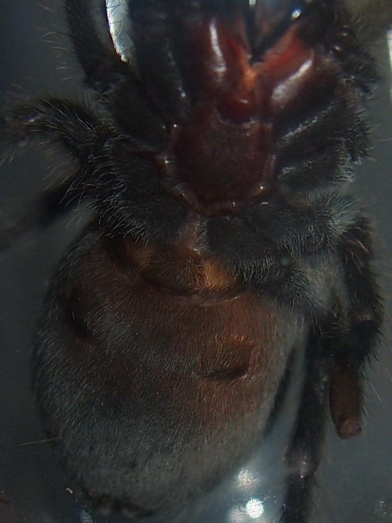 G.Pulchra