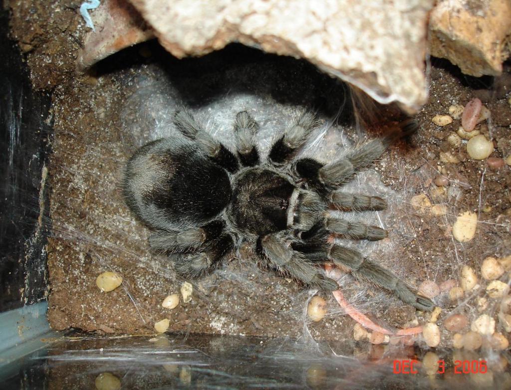 G. pulchra