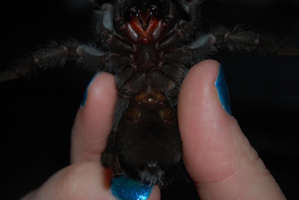 G. pulchra