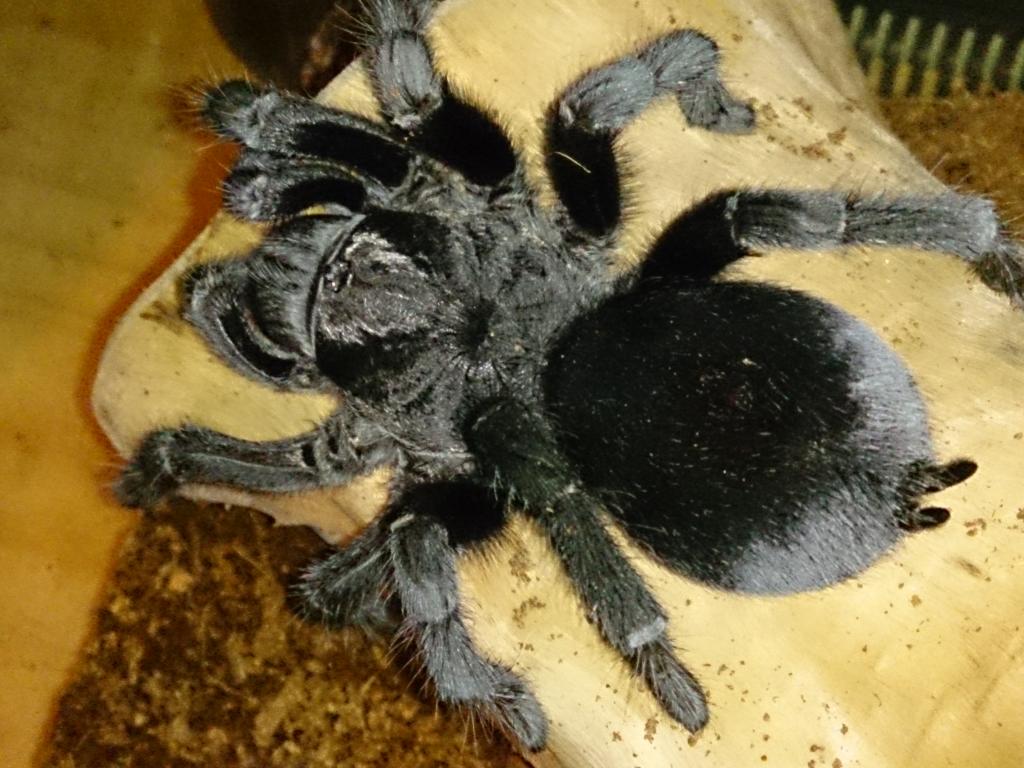 g pulchra