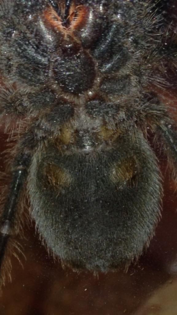 G. pulchra