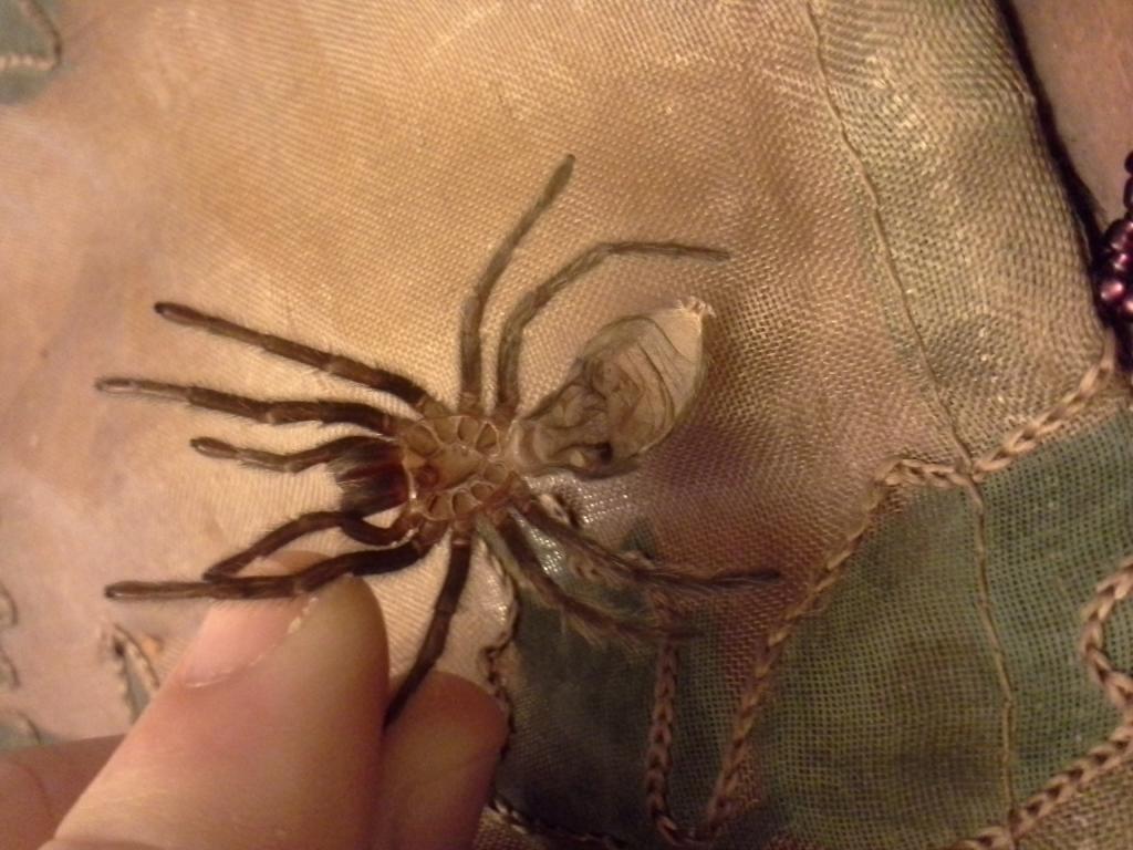g pulchra