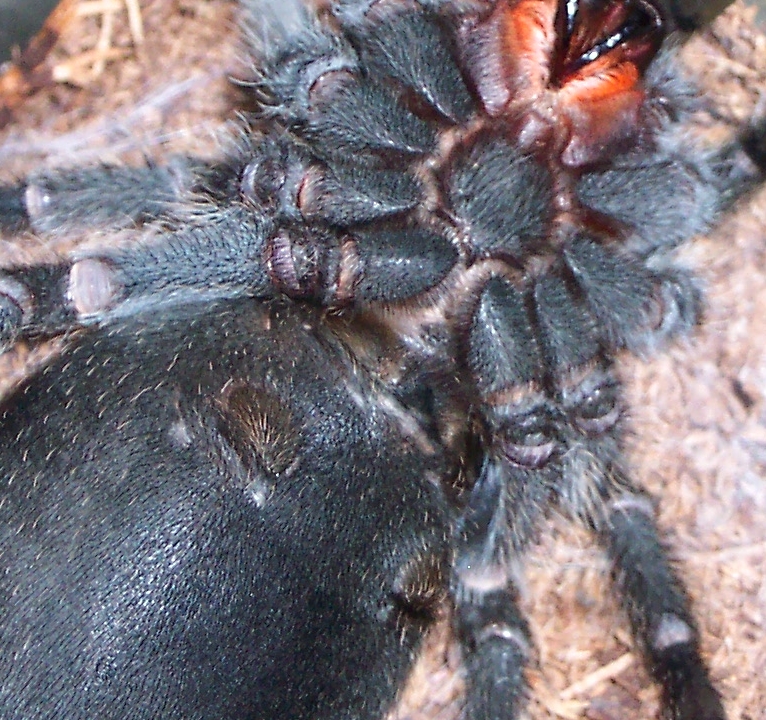 G. pulchra