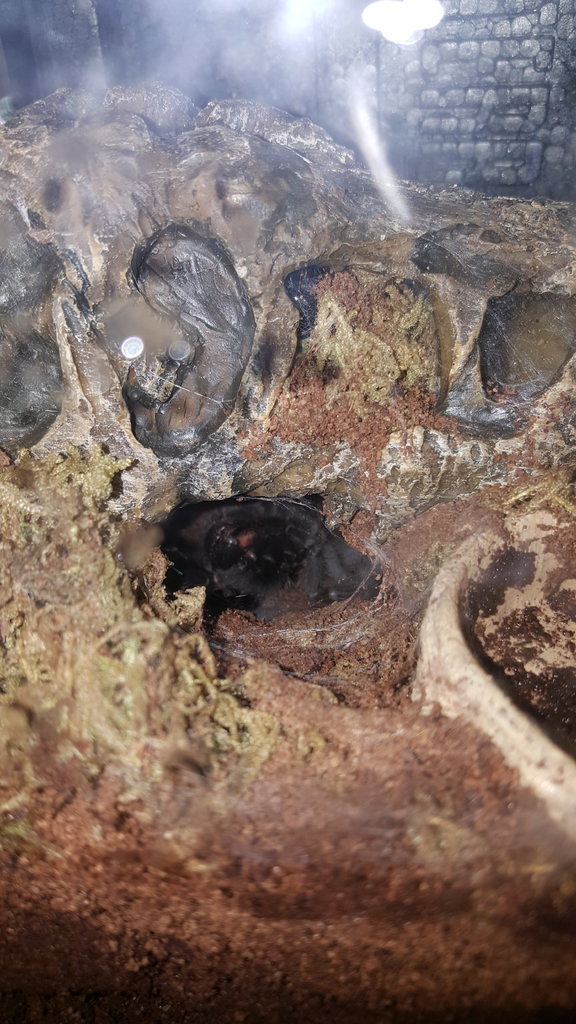 G. pulchra