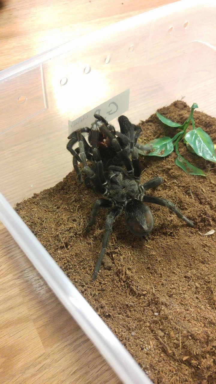 G. pulchra