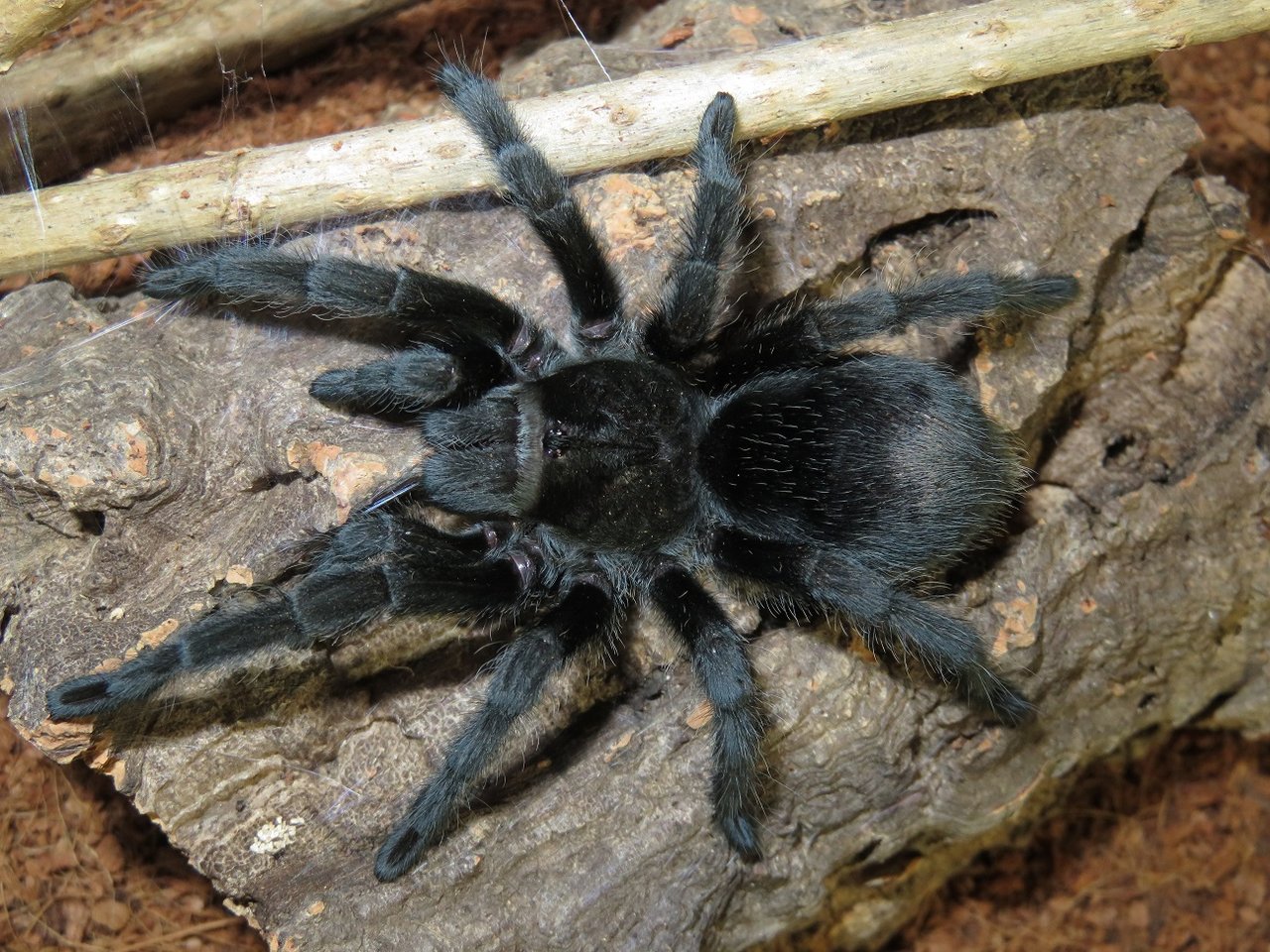 G. pulchra