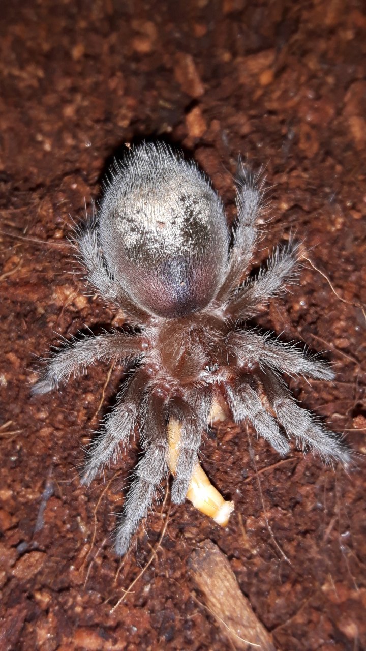 G.pulchra