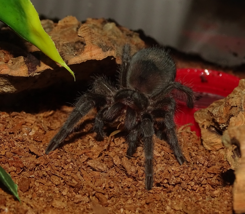 G. pulchra