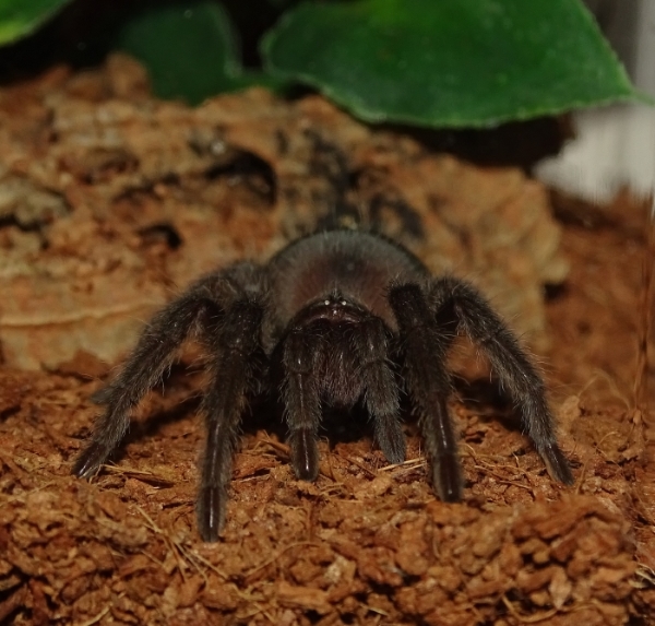 G. pulchra