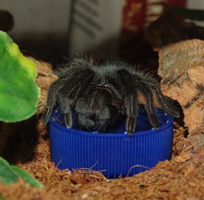 G. pulchra