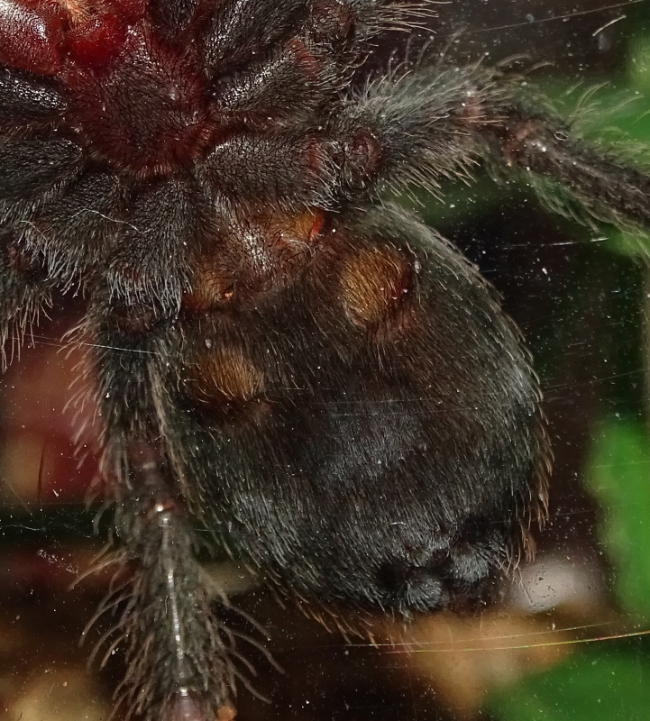 G. pulchra