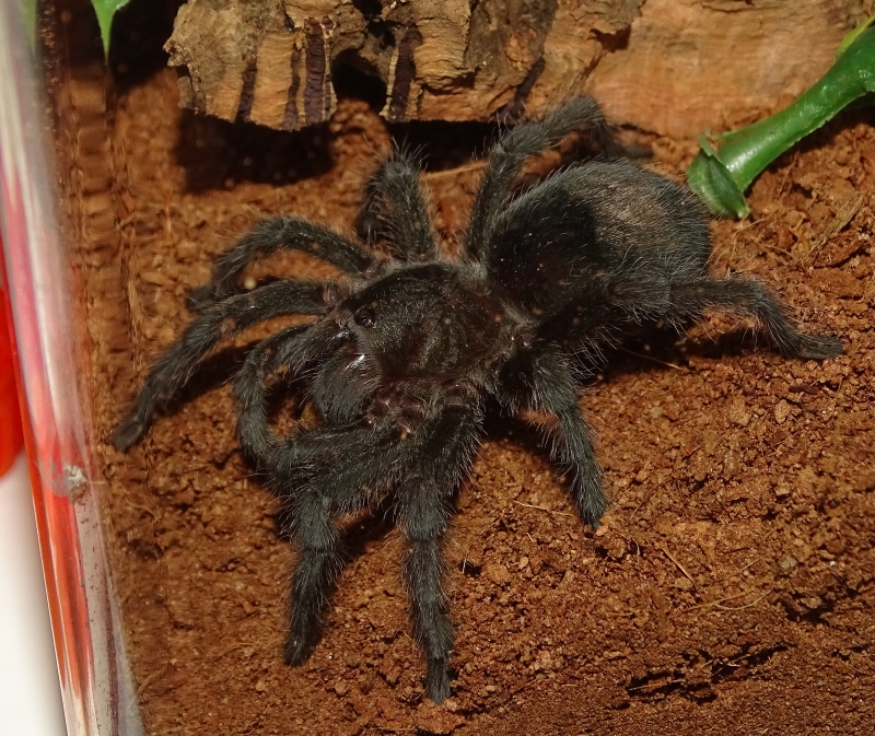 G. pulchra